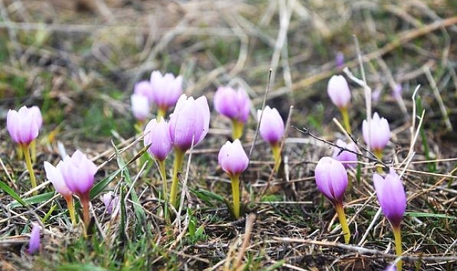 Erzurum'da baharı müjdecisi kardelenler açtı