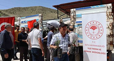 Erzurum'da çiftçiye 1300 zeytin fidanı