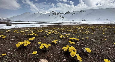 Hakkari'de baharın müjdecisi çiçekler mest etti