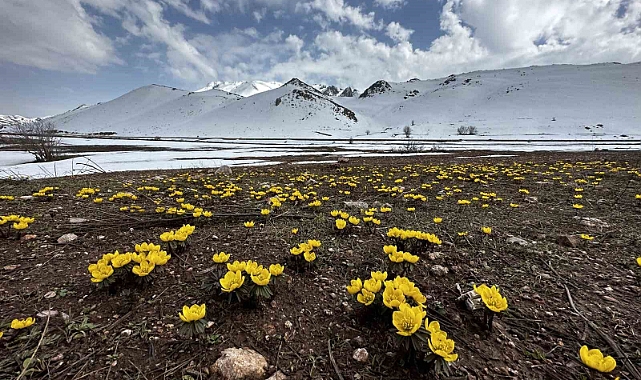 Hakkari'de baharın müjdecisi çiçekler mest etti