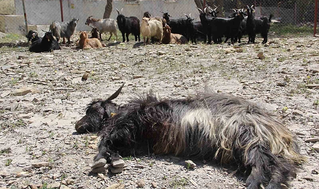 Hakkari'de Ahır olarak kullanılan mağaraya kurtlar dadandı
