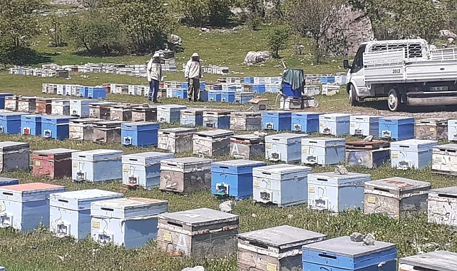 Hakkari'de bal üretim sezonu başladı