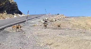 Hakkari'de dağ keçileri sürü halinde görüntülendi