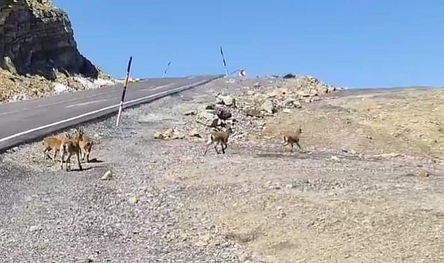 Hakkari'de dağ keçileri sürü halinde görüntülendi