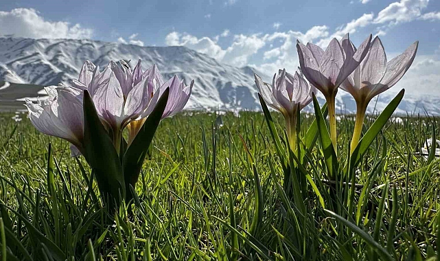 Hakkari'de kardelen ve çiğdemler görsel şölen oluşturdu