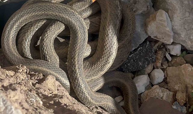Hakkari'de sürü halindeki yılanlar ilgi odağı oluyor