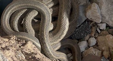 Hakkari'de sürü halindeki yılanlar ilgi odağı oluyor