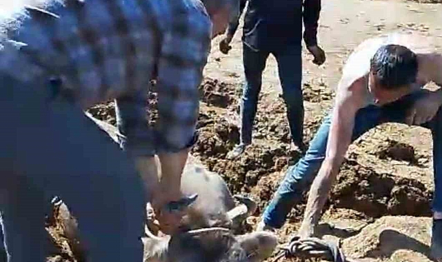 Hakkari'nin Yüksekova İlçesinde bataklığa saplanan ineği itfaiye kurtardı
