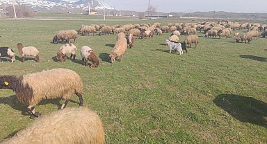 Havaların ısınmasıyla koyunlar meraya çıktı