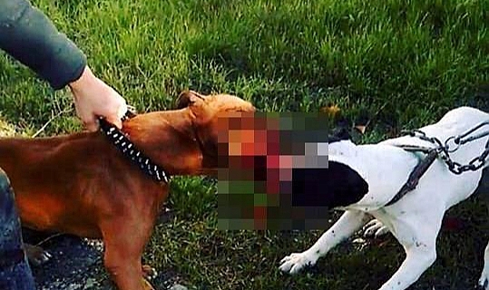 Hayvanlara kötü davranan ve kaçak avlanan 62 kişiye 788 bin TL ceza