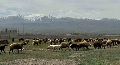 Iğdır'da hayvanlar meraya çıktı