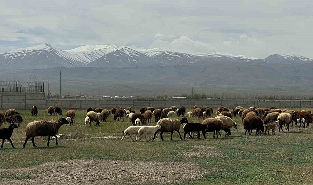 Iğdır'da hayvanlar meraya çıktı