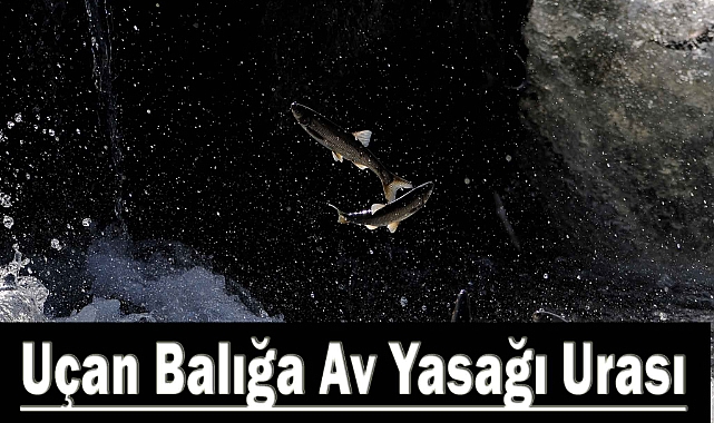 İnci Kefali Av Yasağı Uyarısı Geldi!