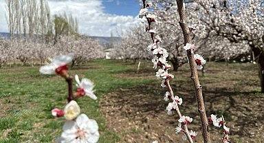 Kağızman'da kayısı ağaçları çiçek açtı