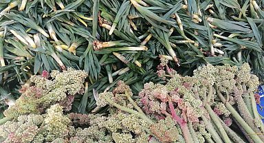 Kanser savar olarak bilinen 'Işkın' tezgâhlarda yerini aldı