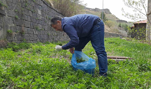 Kars'ın lezzeti ısırgan otu toplanmaya başladı