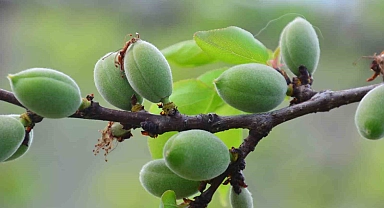 Kayısılar olgunlaşmaya başladılar