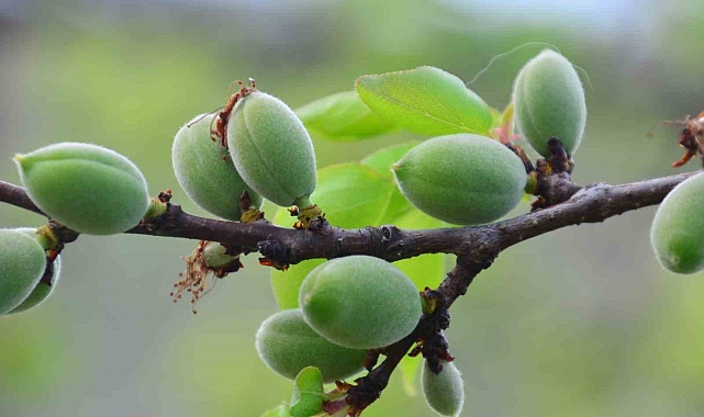 Kayısılar olgunlaşmaya başladılar