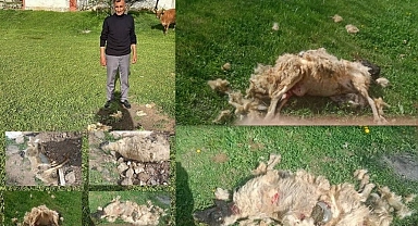 Köpekler Koyun Sürüsüne Daldılar 7 koyun telef oldu