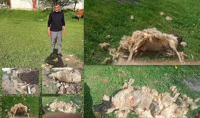 Köpekler Koyun Sürüsüne Daldılar 7 koyun telef oldu