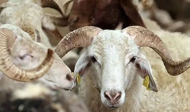Kurban Bayramı ne zaman, hangi güne denk geliyor?2024