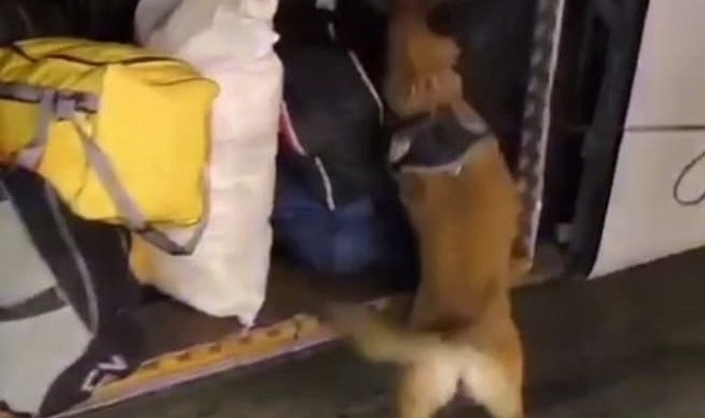 Malatya'da yolcu otobüsünde 29 kilo 860 gram skunk ele geçirildi