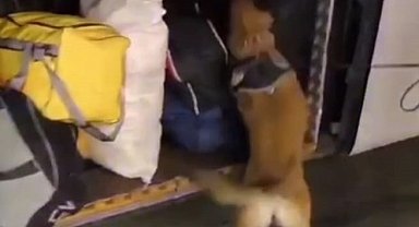 Malatya'da yolcu otobüsünde 29 kilo 860 gram skunk ele geçirildi