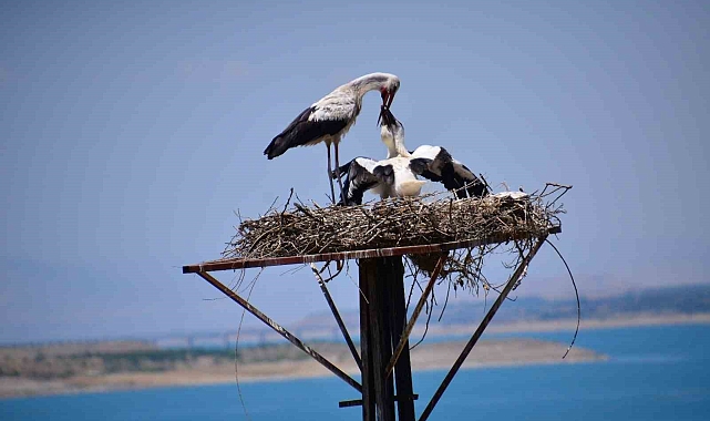 Malatya'nın Kale ilçesin de leylekler Kale ilçesini mekan tuttu
