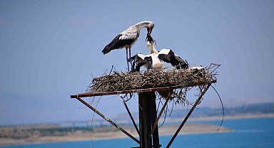 Malatya'nın Kale ilçesin de leylekler Kale ilçesini mekan tuttu
