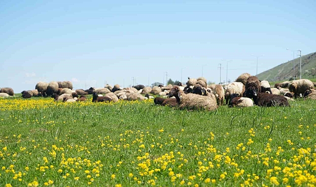 Muş'ta kuzu satışlarından kent ekonomisine 1 milyar lira gelir bekleniyor