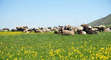 Muş'ta kuzu satışlarından kent ekonomisine 1 milyar lira gelir bekleniyor