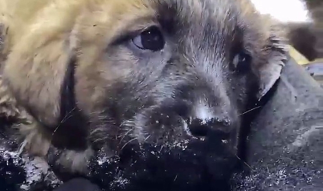 Mutlu Patiler Derneği zifte batan 10 köpek yavrusuna şefkat eli