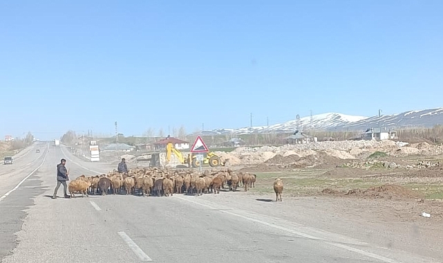 Patnos'ta Baharın Gelişiyle Hayvancılıkta Telaş Başladı: Karayolu Güvenliğine Dikkat