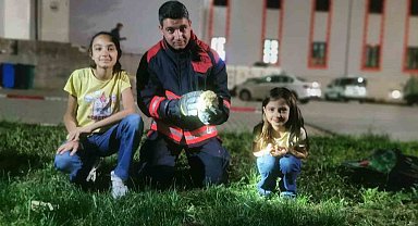 Rögar borusuna düşen kirpiler kurtarıldı