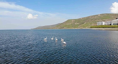 Tatvan'da flamingolar görsel şölen oluşturdu