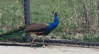 Tavus kuşları emin ellerde