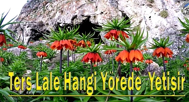 Ters laleler hangi bölgeye ait dir, Zehirli midir?