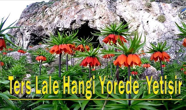 Ters laleler hangi bölgeye ait dir, Zehirli midir?