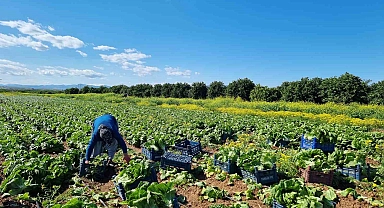 Türkiye İstatistik Kurumu tarımda üretici enflasyonu martta yüzde 61,87 oldu