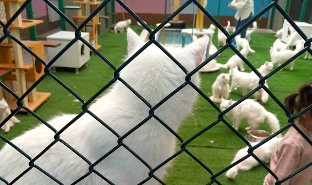Van Kedilerini Yakından! Tanıyın Van Kedi Vilası