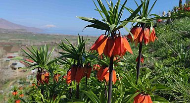 Van'da açan ters laleler göz kamaştırıyor
