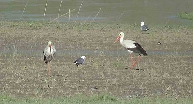 Van'daki Karasu Eski Günlerine Kavuştu