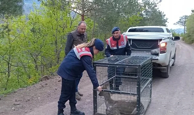 Yaralı karacayı bakın nasıl tedavi ettiler