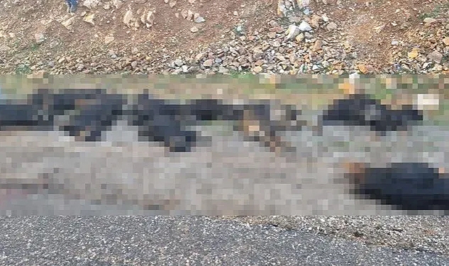 Yer Bitlis: Yıldırım düşmesi sonucu 17 Hayvan Telef oldu
