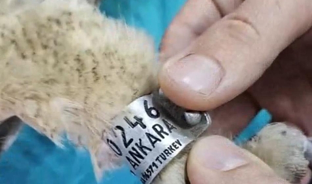 2 Ay Önce İzlenen Puhu Kuşundan Yeniden Veri Alındı