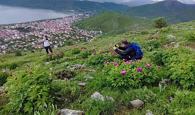 20 günlük şakayıklar çiçek açtı