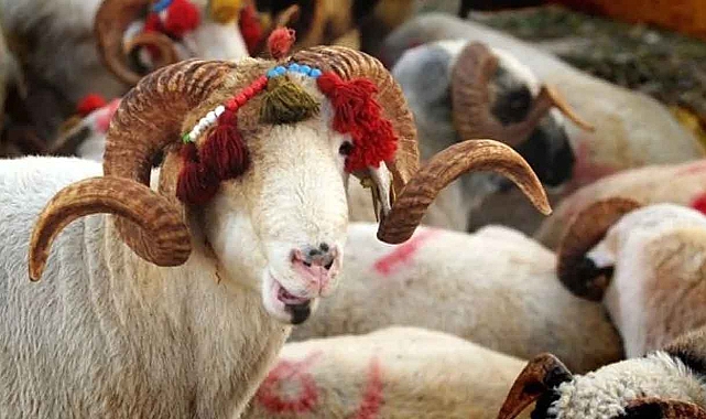 2024 Kurbanlık Fiyatları Belli Oldu! Son Dakika Büyükbaş ve Küçükbaş Fiyatları