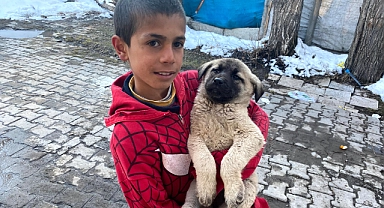Ağrı'da annesiz kalan yavru köpekleri biberonla besliyor (videolu haber)