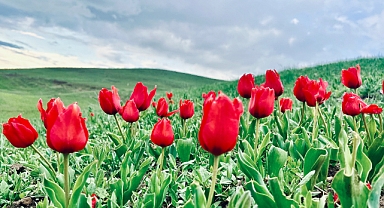 Ağrı'da baharın renkleri mest etti