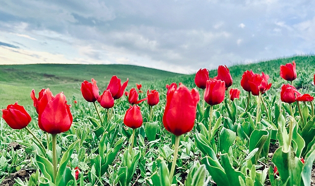 Ağrı'da baharın renkleri mest etti